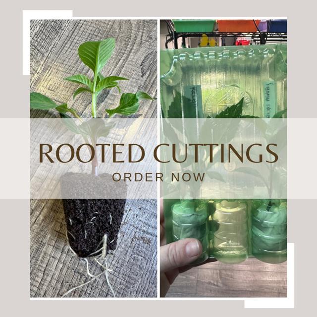 Rooted Dahlia Cuttings