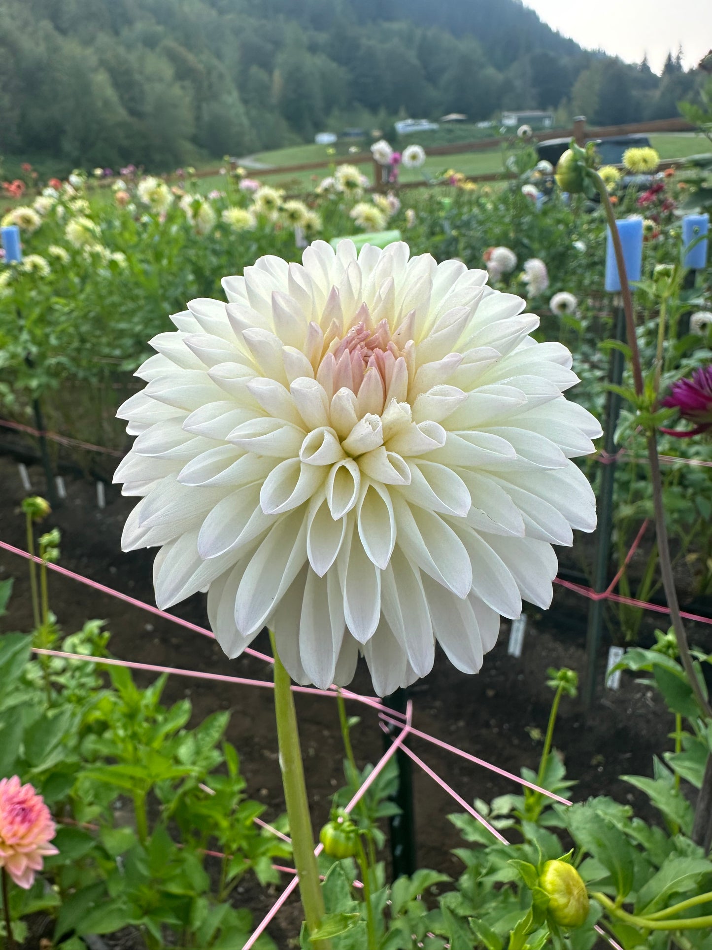 Tahoma Stellar Feller Rooted Cutting