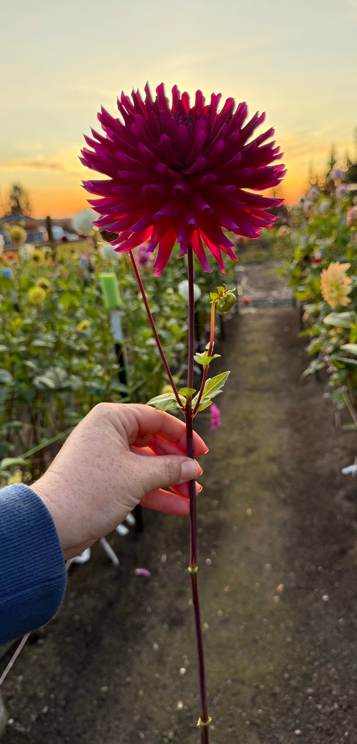 Bull’s Blood Rooted Cutting (Limit 2 per household)