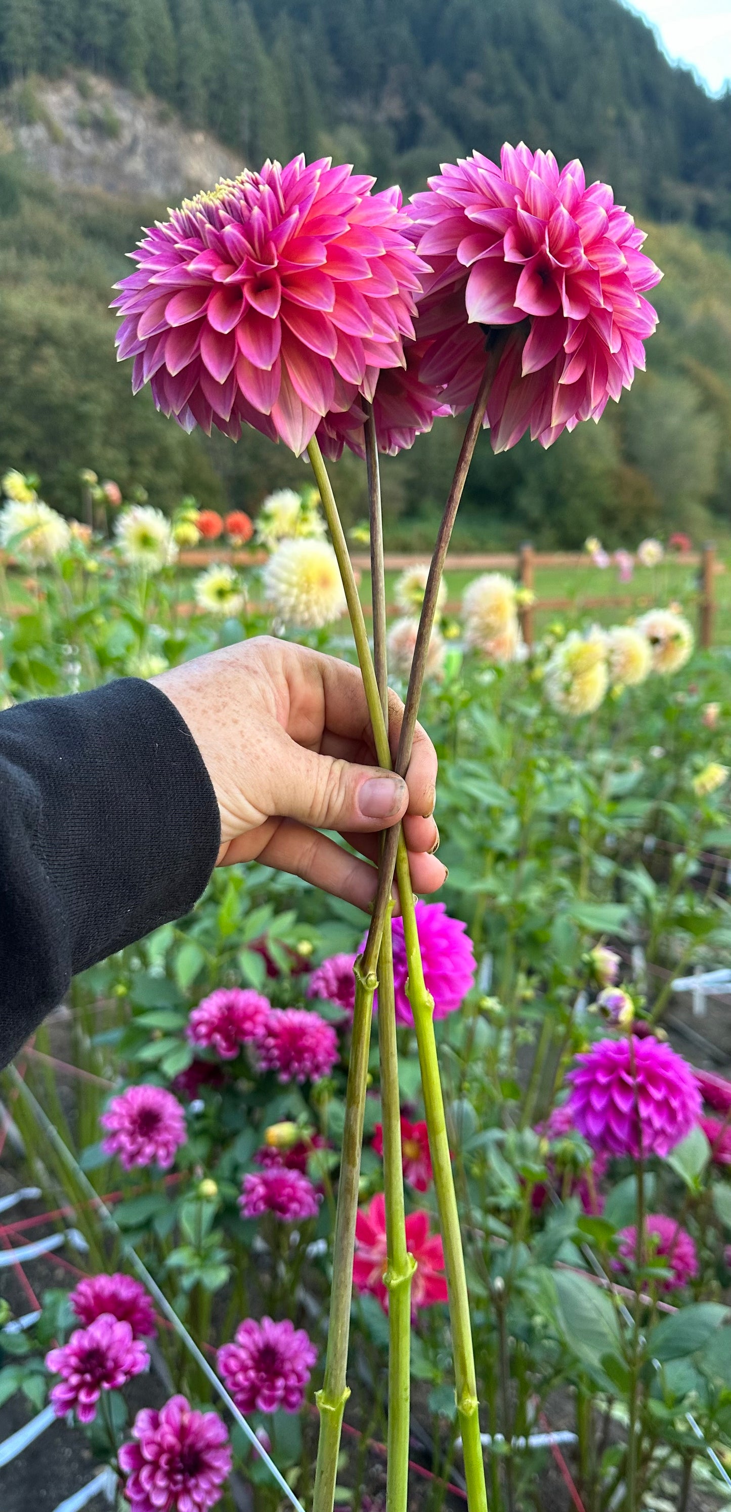 Bloomquist Mojo Rooted Cutting