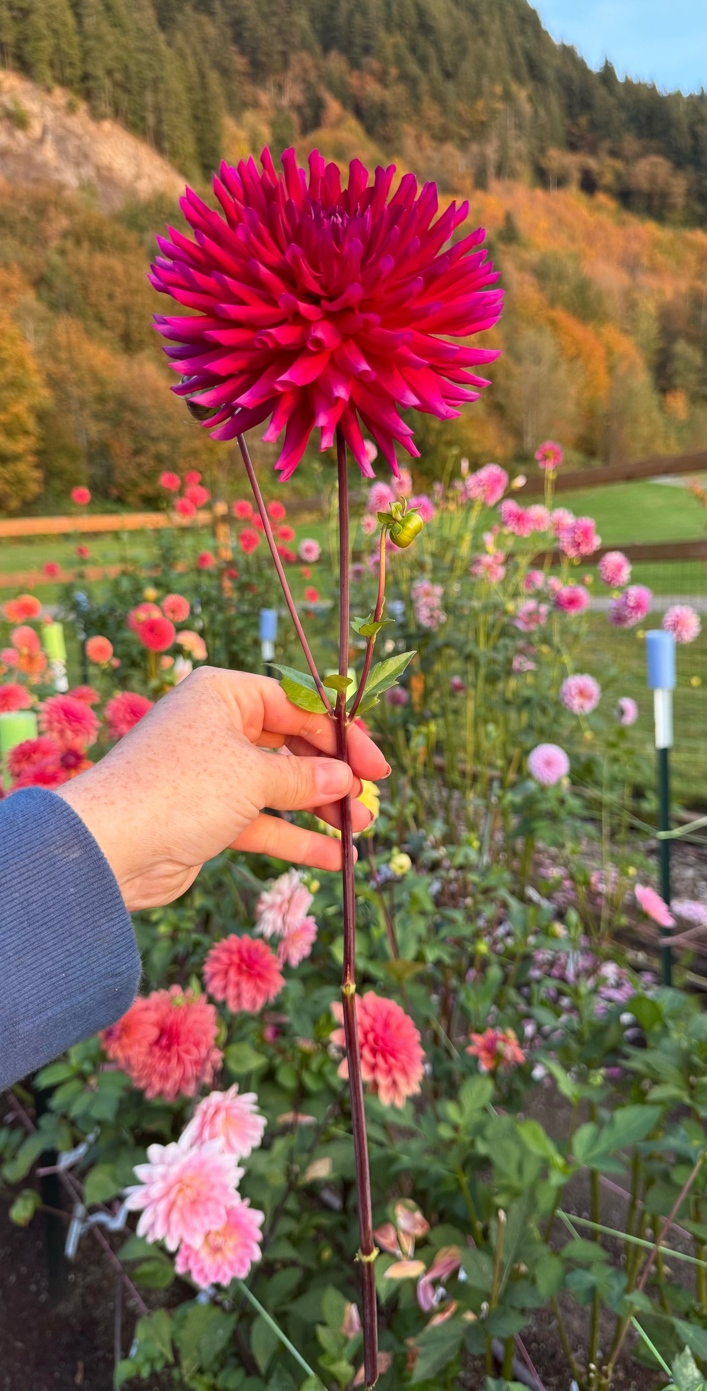 Bull’s Blood Rooted Cutting (Limit 2 per household)