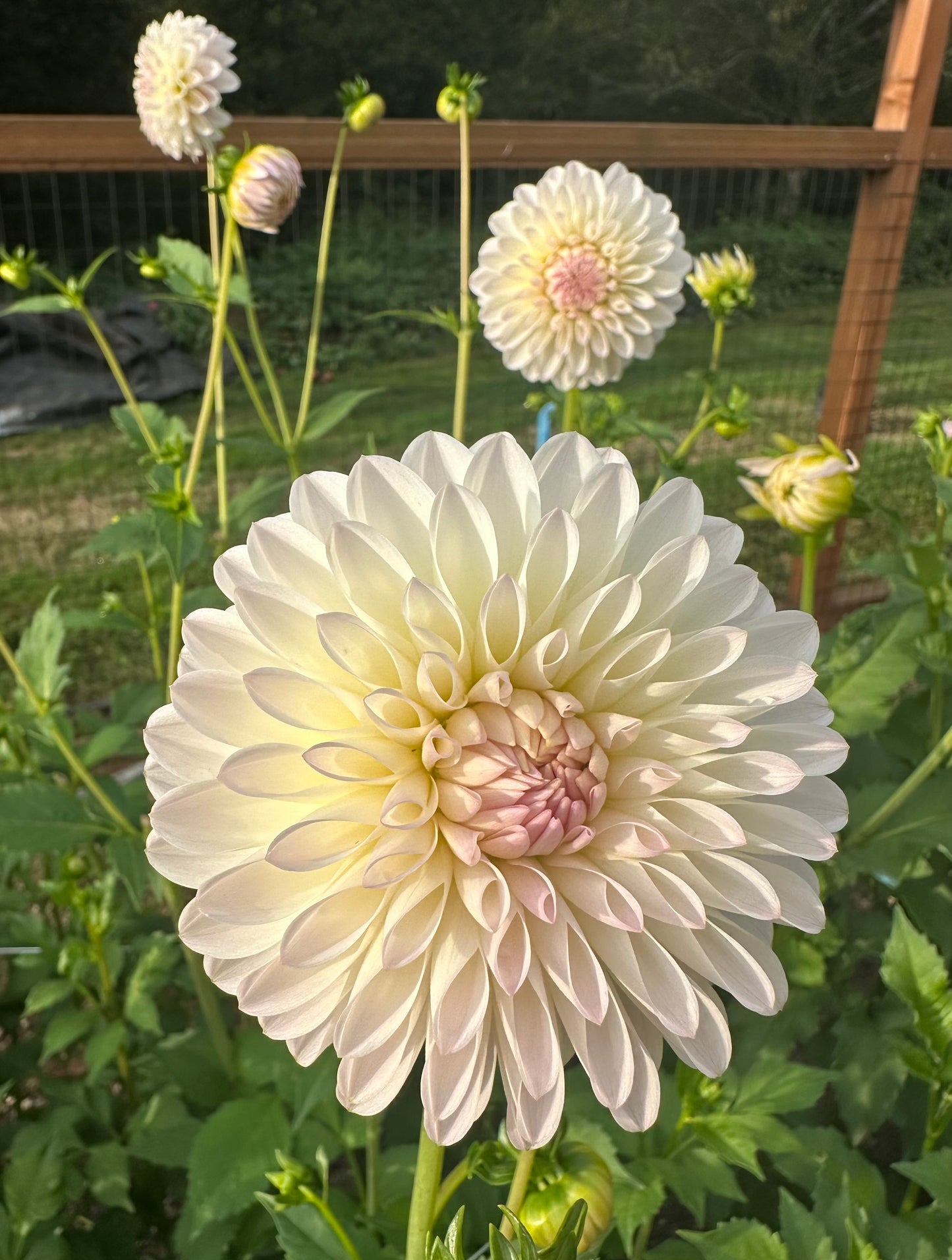 Tahoma Stellar Feller Rooted Cutting