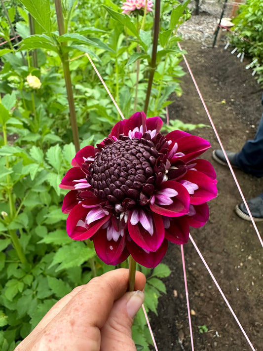 Rosie Raven Rooted Cutting