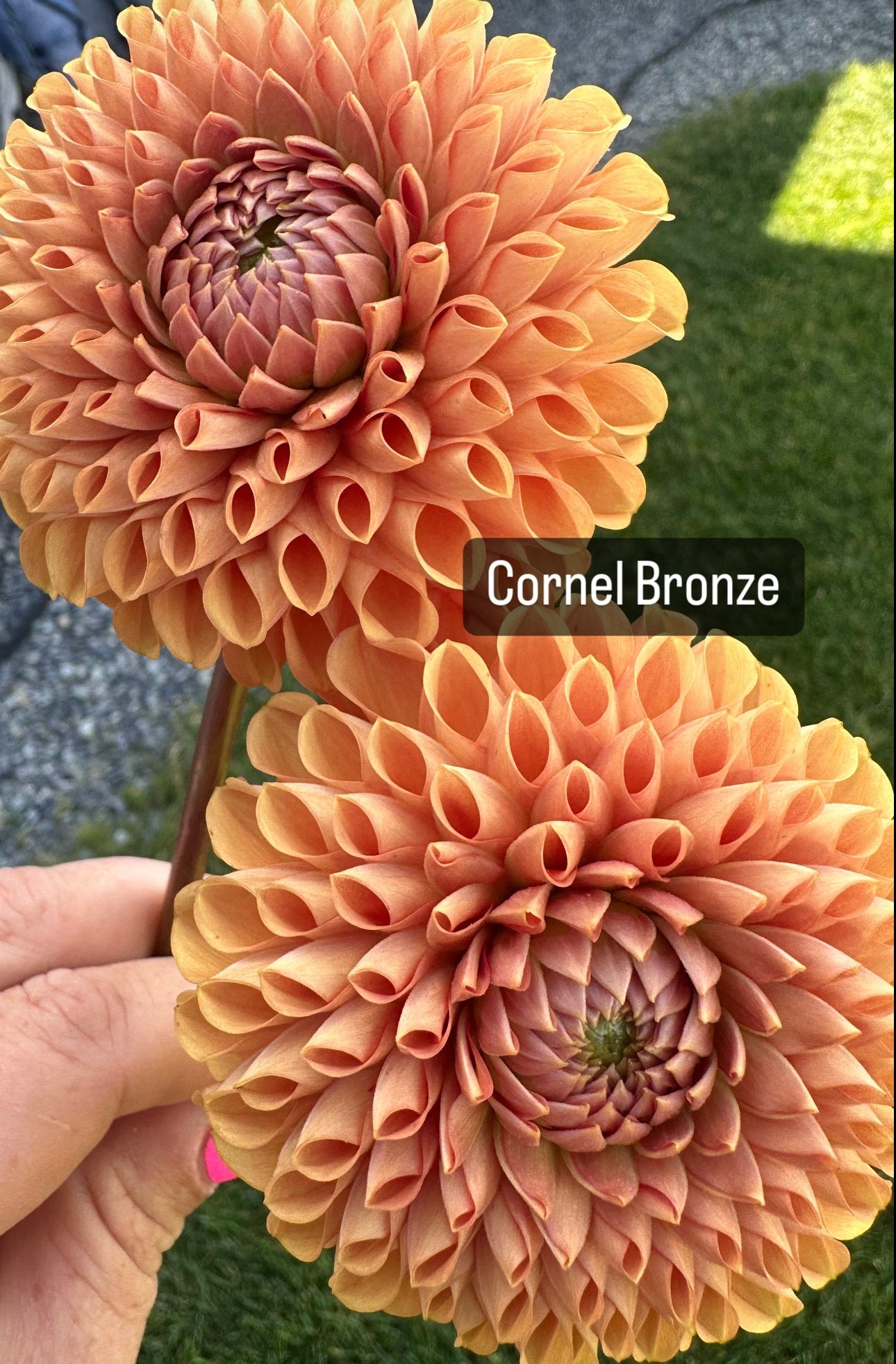 Cornel Bronze