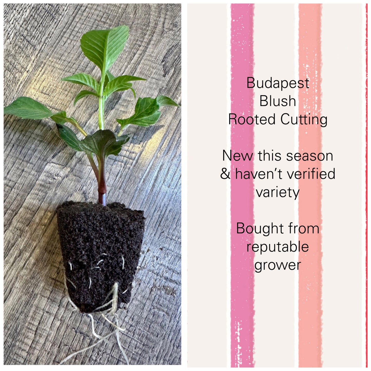 Budapest Blush Rooted Cutting